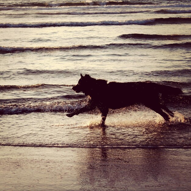 Dog running on beach