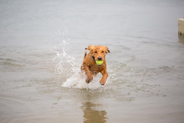 Foto cane che corre sulla spiaggia