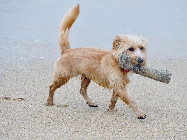 Foto cane che corre sulla spiaggia