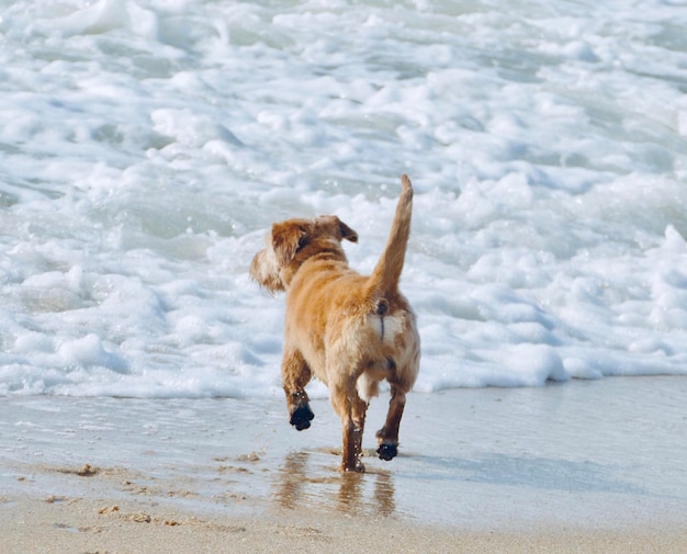 Foto cane che corre sulla spiaggia