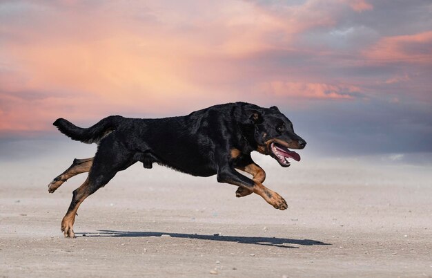 Dog running on beach