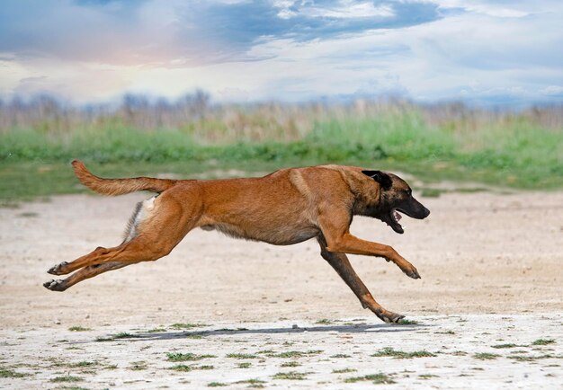 Photo dog running on beach