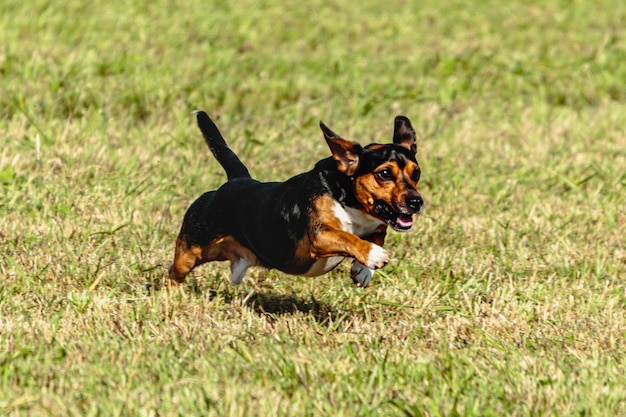 Dog running and chasing coursing lure on field