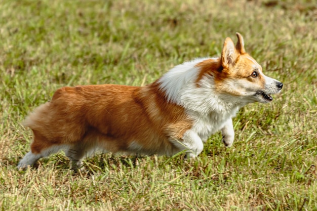 Dog running and chasing coursing lure on field