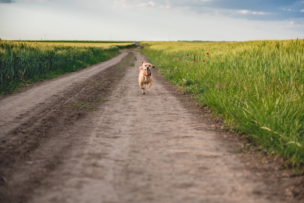 Dog running down the road