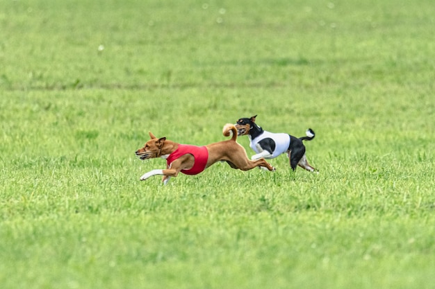 ルアーコーシング競技会で緑のフィールドを速く走る犬