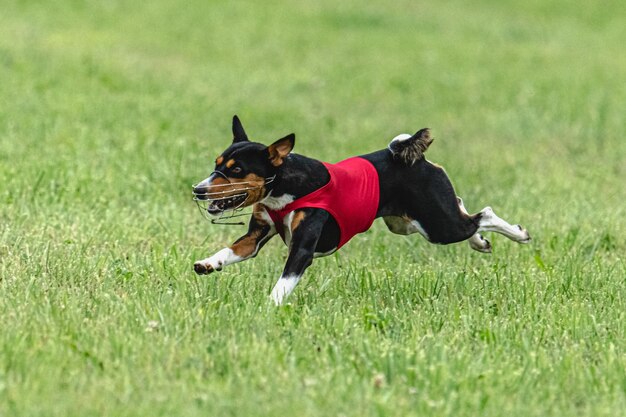 Dog running fast on green field at lure coursing competition