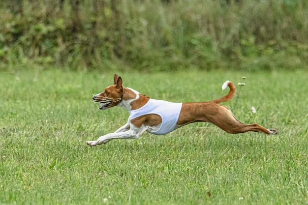 ルアーコーシング競技会で緑のフィールドを速く走る犬