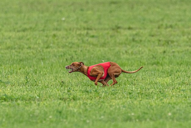 Photo dog running fast on green field at lure coursing competition