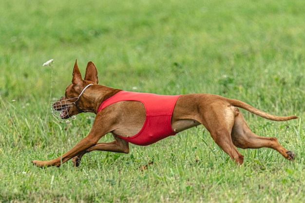 ルアーコーシング競技会で緑のフィールドを速く走る犬