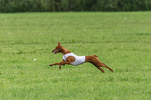 Dog running fast on green field at lure coursing competition