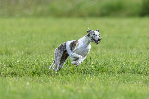 ルアーコーシング競技会で緑のフィールドを速く走る犬