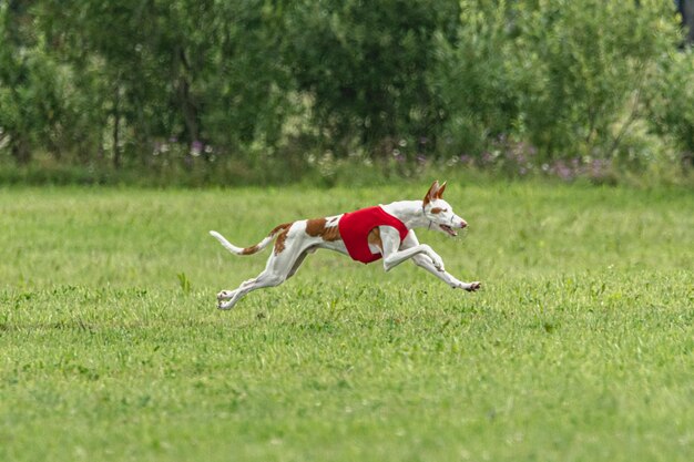 Photo dog running fast on green field at lure coursing competition