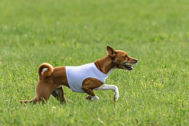 ルアーコーシング競技会で緑のフィールドを速く走る犬