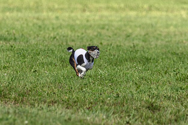 Photo dog running fast on green field at lure coursing competition