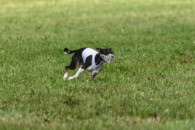 Dog running fast on green field at lure coursing competition