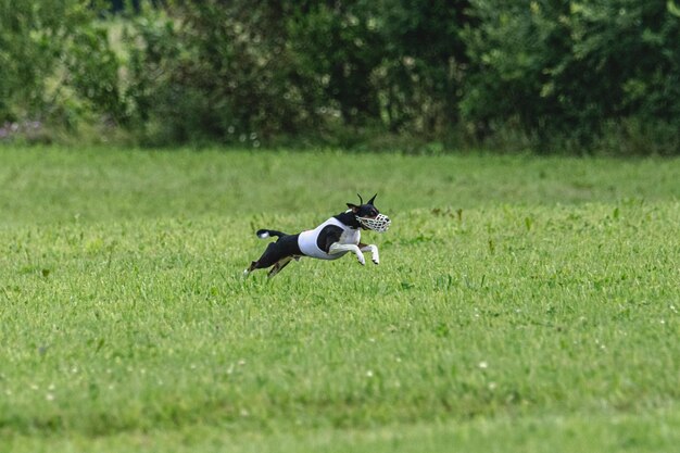 Photo dog running fast on green field at lure coursing competition