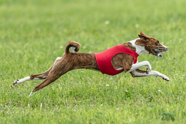 ルアーコーシング競技会で緑のフィールドを速く走る犬