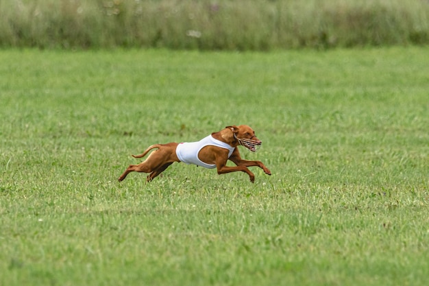 ルアーコーシング競技会で緑のフィールドを速く走る犬