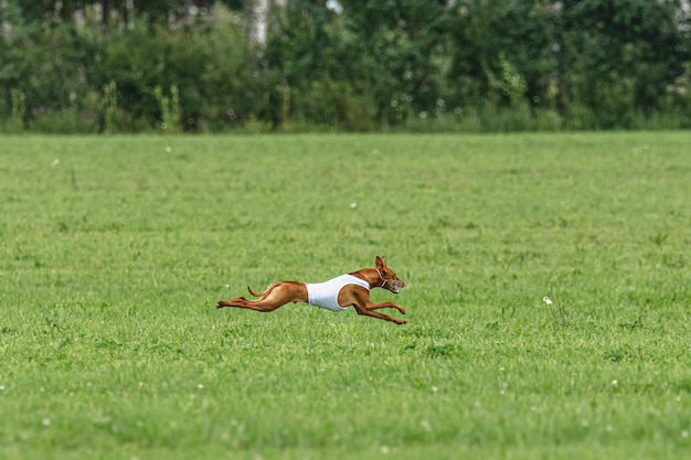 ルアーコーシング競技会で緑のフィールドを速く走る犬