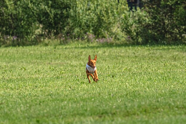 Dog running fast on green field at lure coursing competition