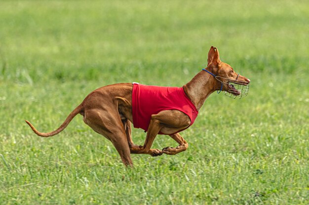 ルアーコーシング競技会で緑のフィールドを速く走る犬