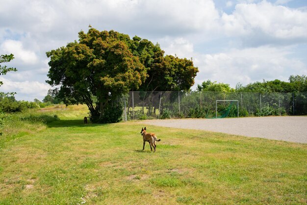 Photo dog running on field against sky