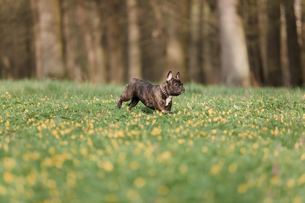 A dog running in a field of yellow flowers