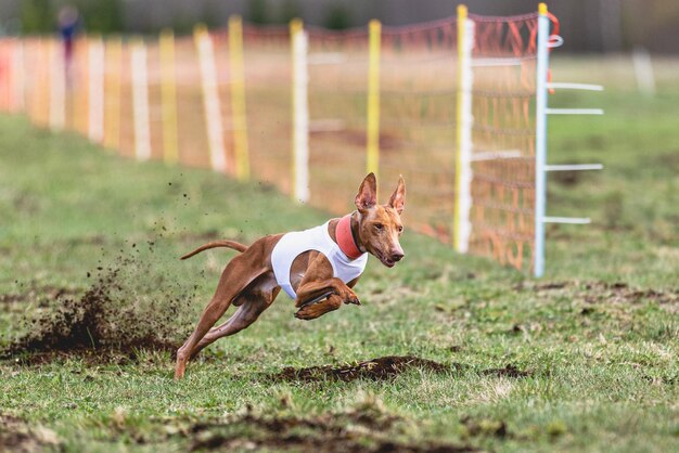 Photo dog running on field