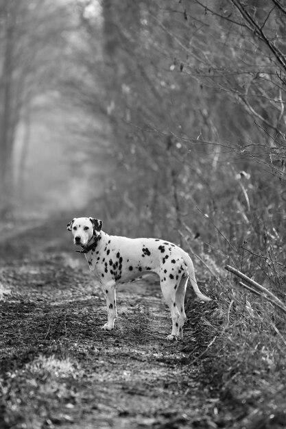 Photo dog running in a field