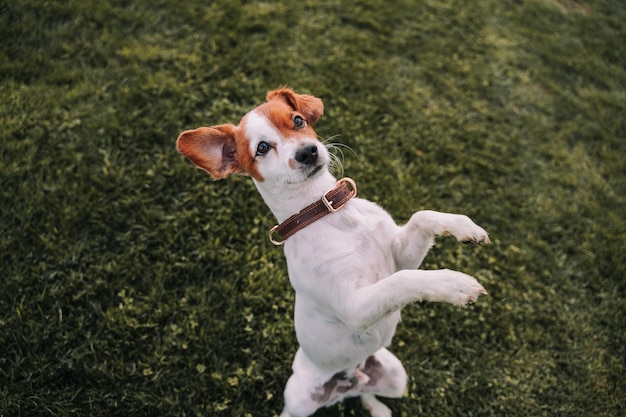 Foto cane che corre in un campo