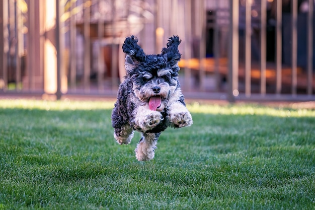 Foto cane che corre sul campo