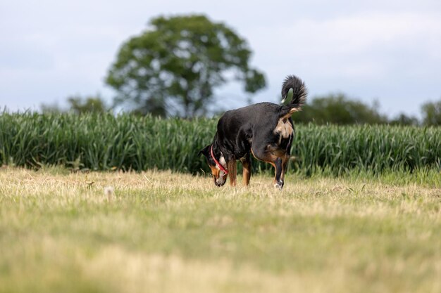 Photo dog running on field