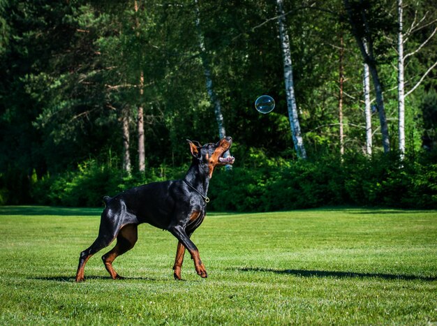 Photo dog running in a field