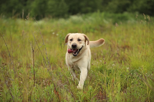 Photo dog running in field