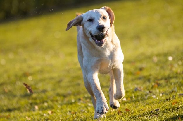 Dog running on field