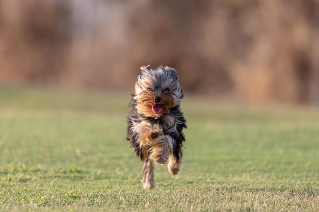 Foto cane che corre sul campo