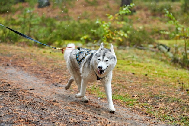 Photo dog running on field