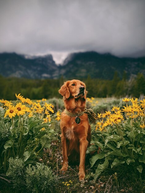 Photo dog running on field