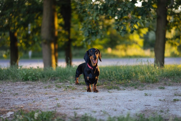 Dog running on field