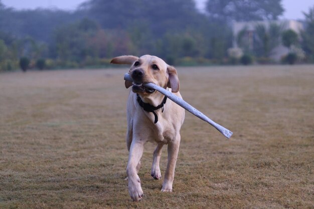 Foto cane che corre sul campo