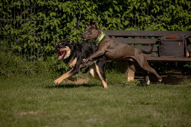 Photo dog running on field