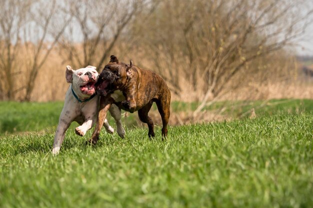 Dog running on field