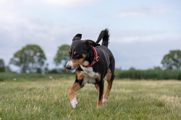 Dog running on field