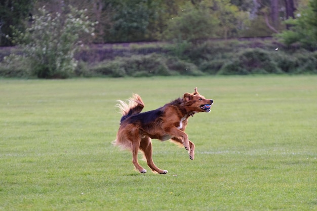 dog running on field