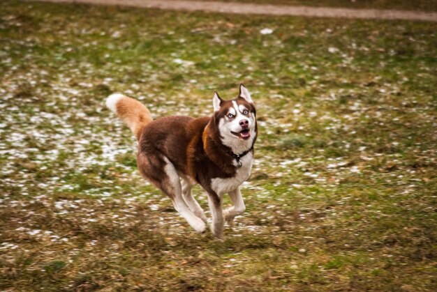 野原で走っている犬
