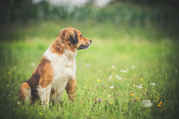 Dog running on field