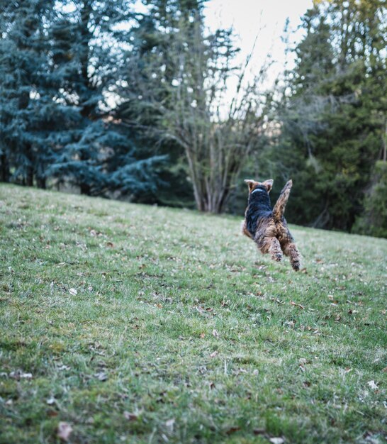 Photo dog running on field