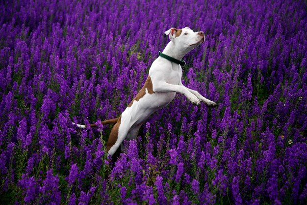 Dog running on field