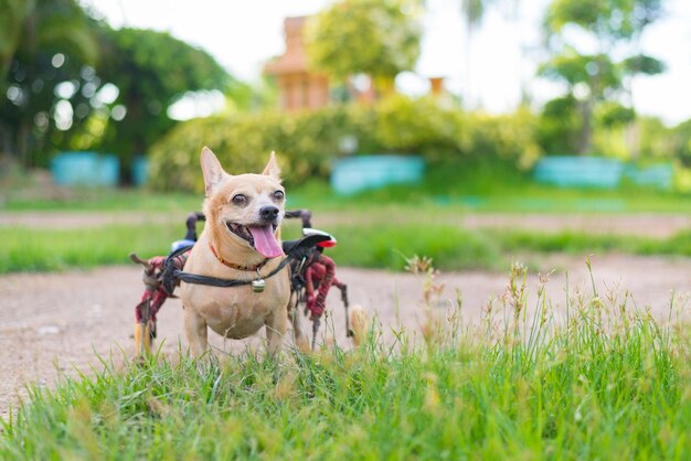 Foto cane che corre sul campo